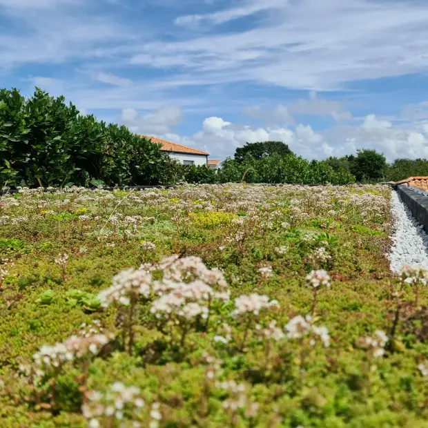 toit végétalisé abri vélo sedum écologique biodiversité m2