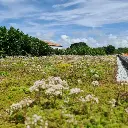 toit végétalisé abri vélo sedum écologique biodiversité m2